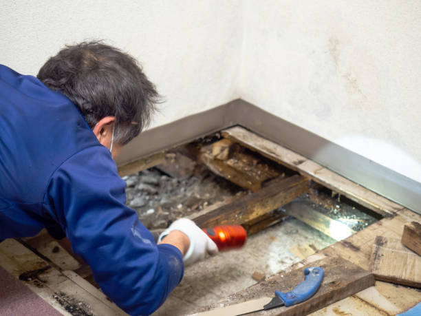 Best Local Mold Removal Service  in Mequon, WI