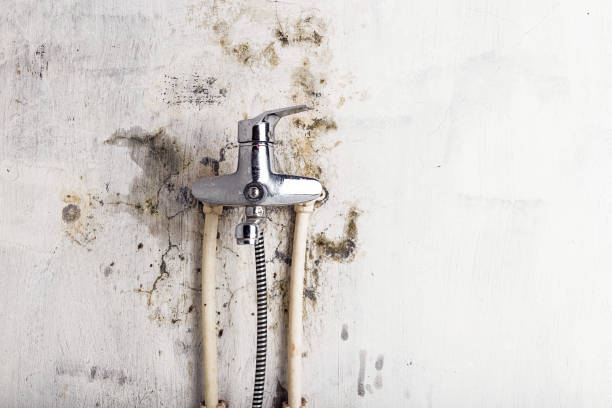 Best Home Mold Removal  in Mequon, WI