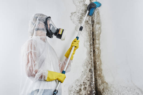 Best Mold Removal Process  in Mequon, WI