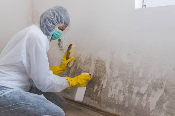 Best Certified Mold Removal  in Mequon, WI