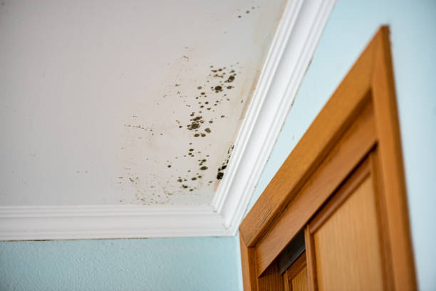 Best Mold Removal Near Me  in Mequon, WI
