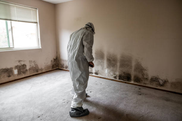 Mold Removal Process in Mequon, WI