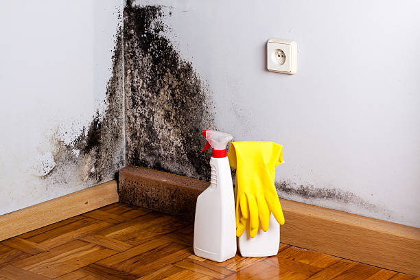 Best Black Mold Removal  in Mequon, WI