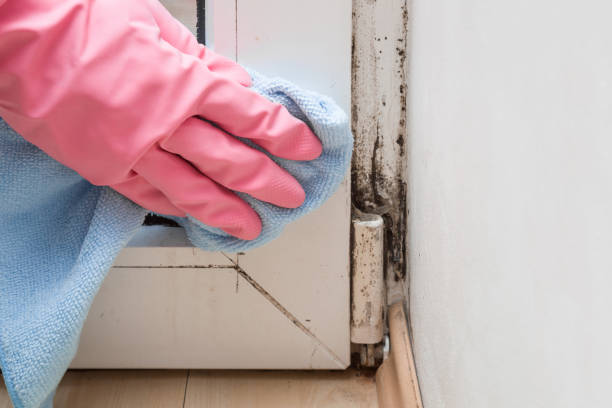Office Mold Removal Services in Mequon, WI