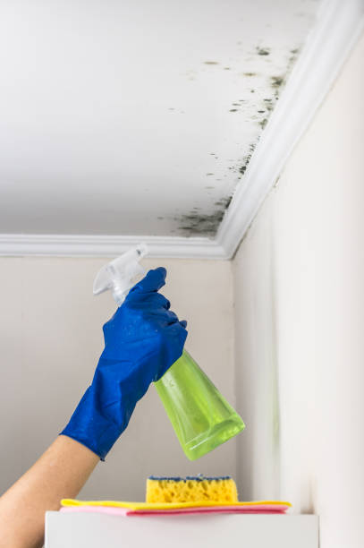 Best Mold Damage Repair  in Mequon, WI