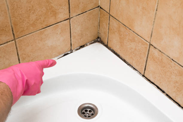 Best Toxic Mold Removal  in Mequon, WI