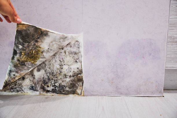 Best Mold Testing  in Mequon, WI